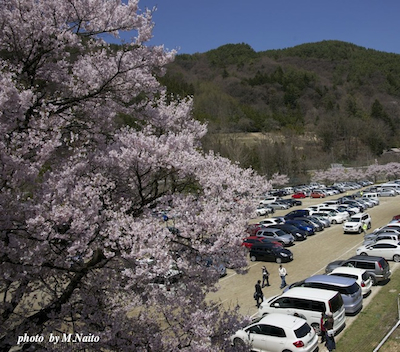 20120429-koutei sakura.jpg